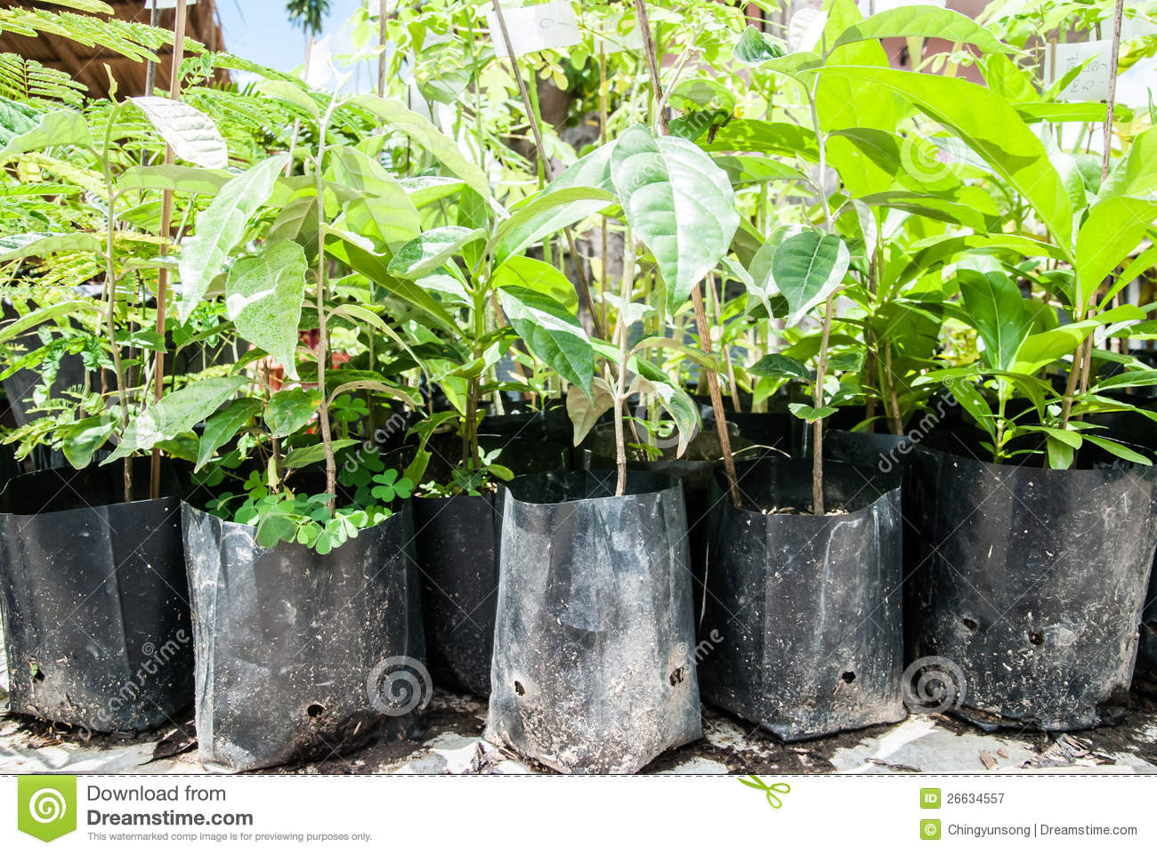 Free Stock Photos Tree-Planting