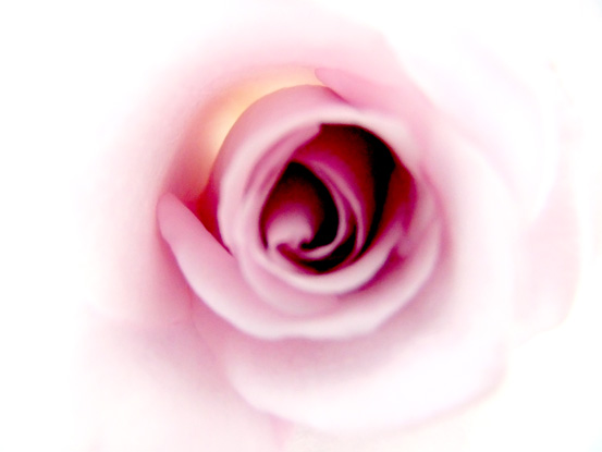 Graphic Rose Design