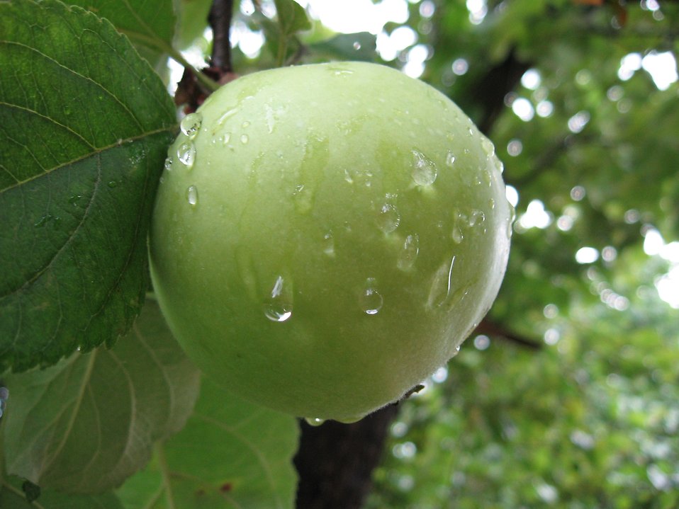 Green Apple Tree