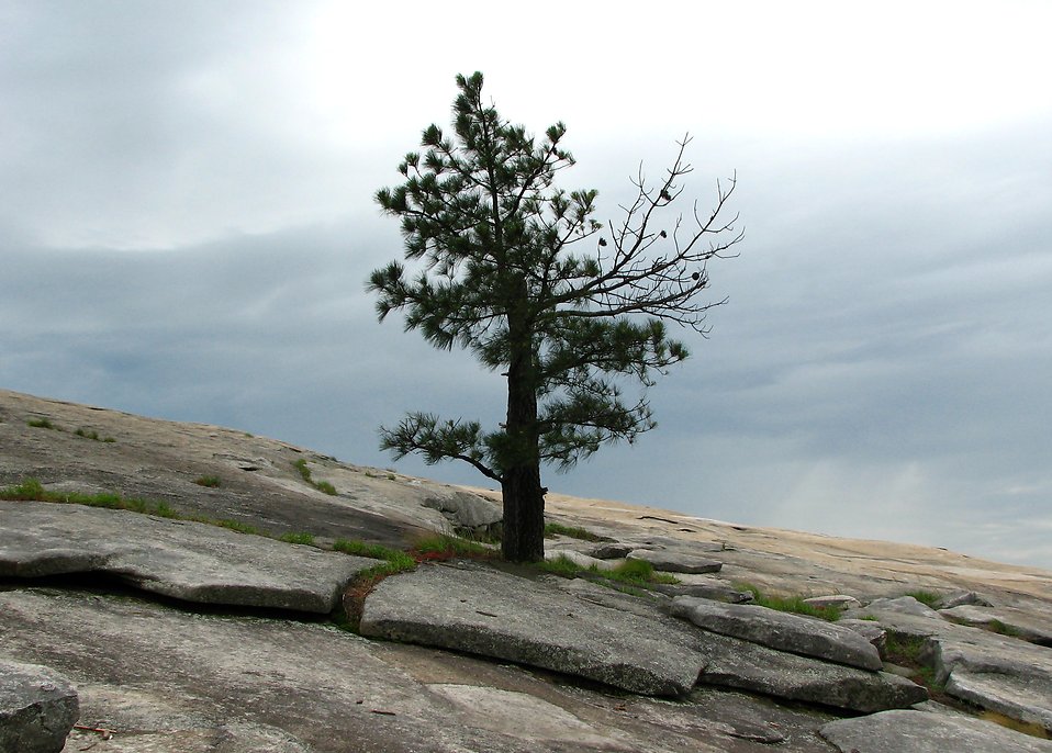 Growing Trees On Mountains