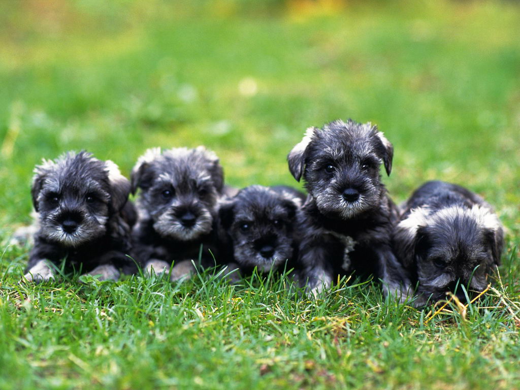 Miniature Schnauzer Puppies