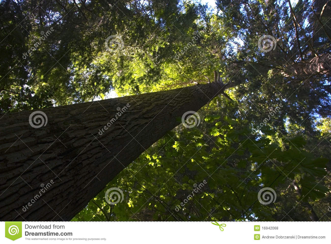Old Growth Tree