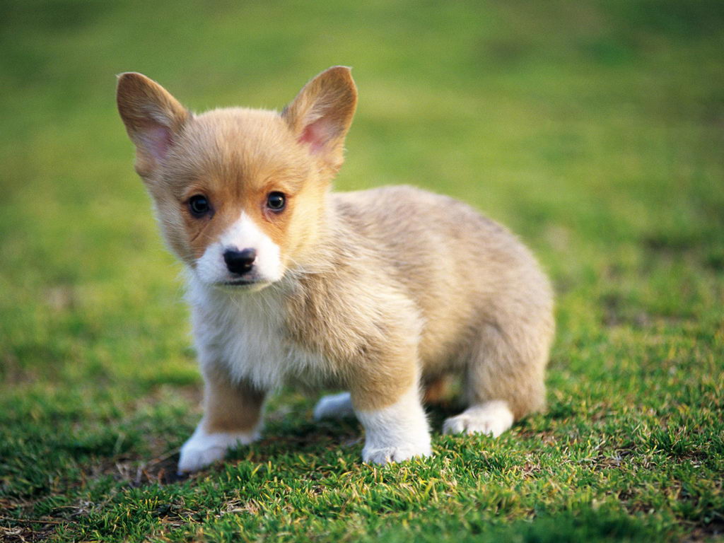 Really Cute Puppy
