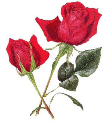 Red Rose PSD