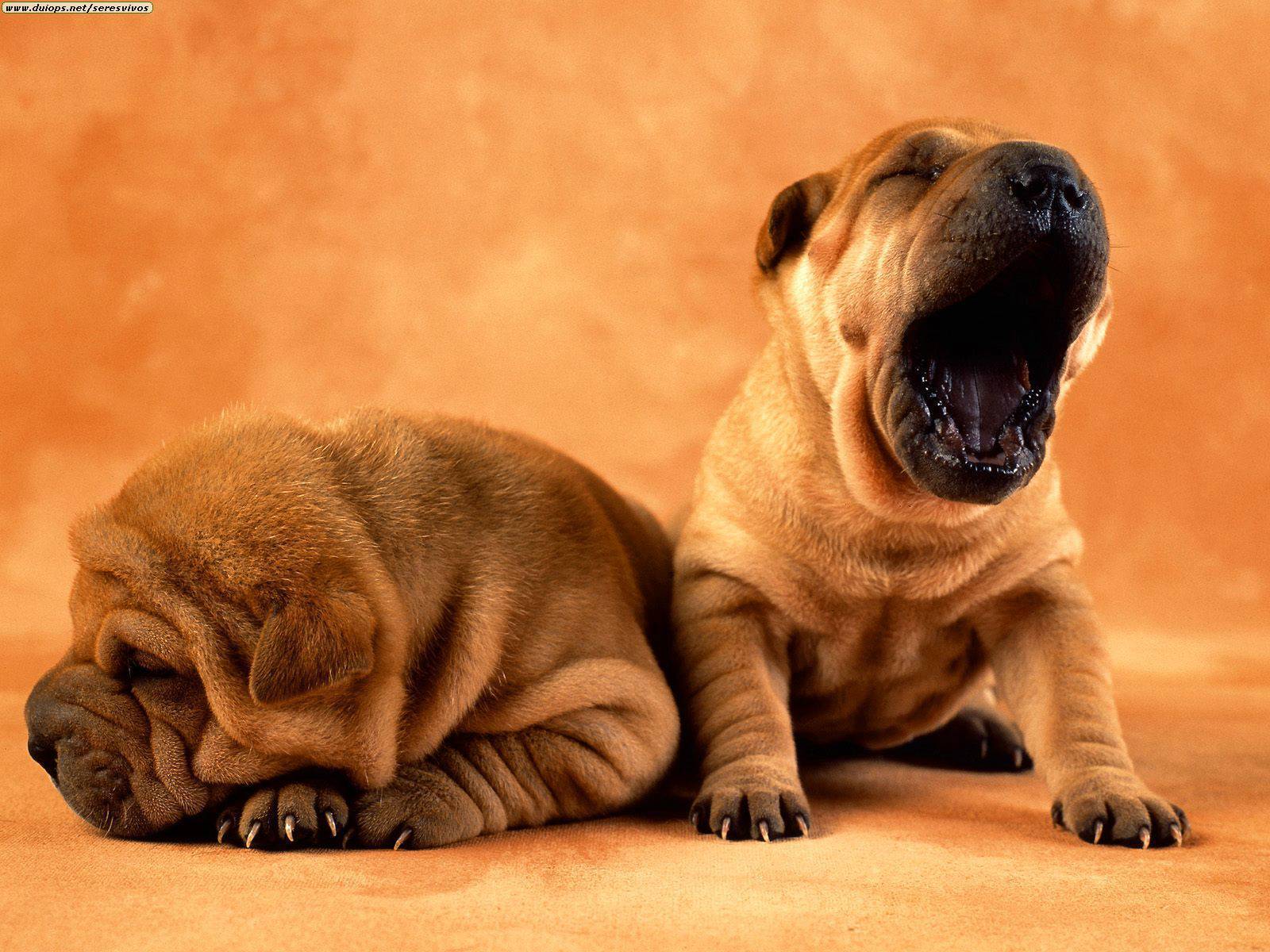 Shar Pei Puppies