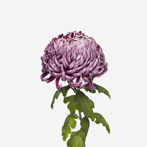 Spider Chrysanthemum Flower Drawing