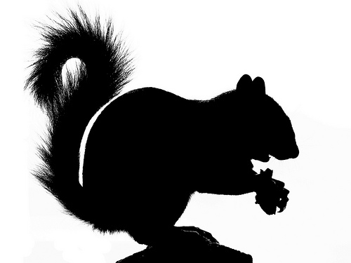 Squirrel Silhouette