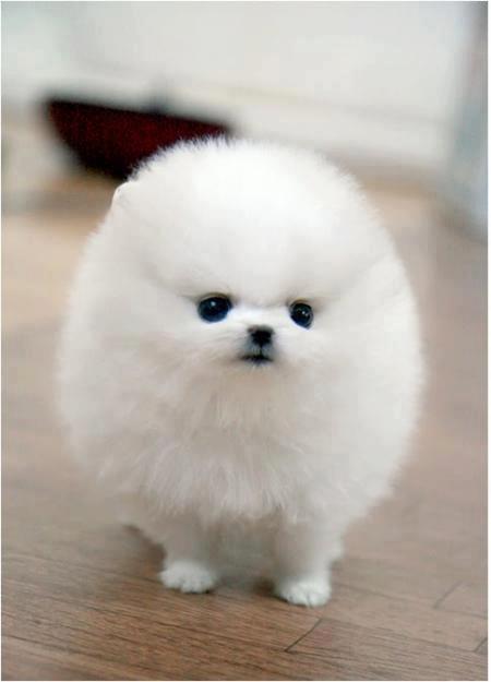 Teacup Pomeranian