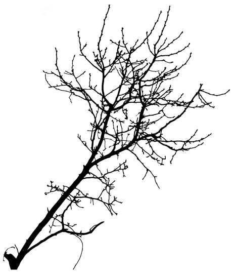 Tree Branch Silhouette Vector