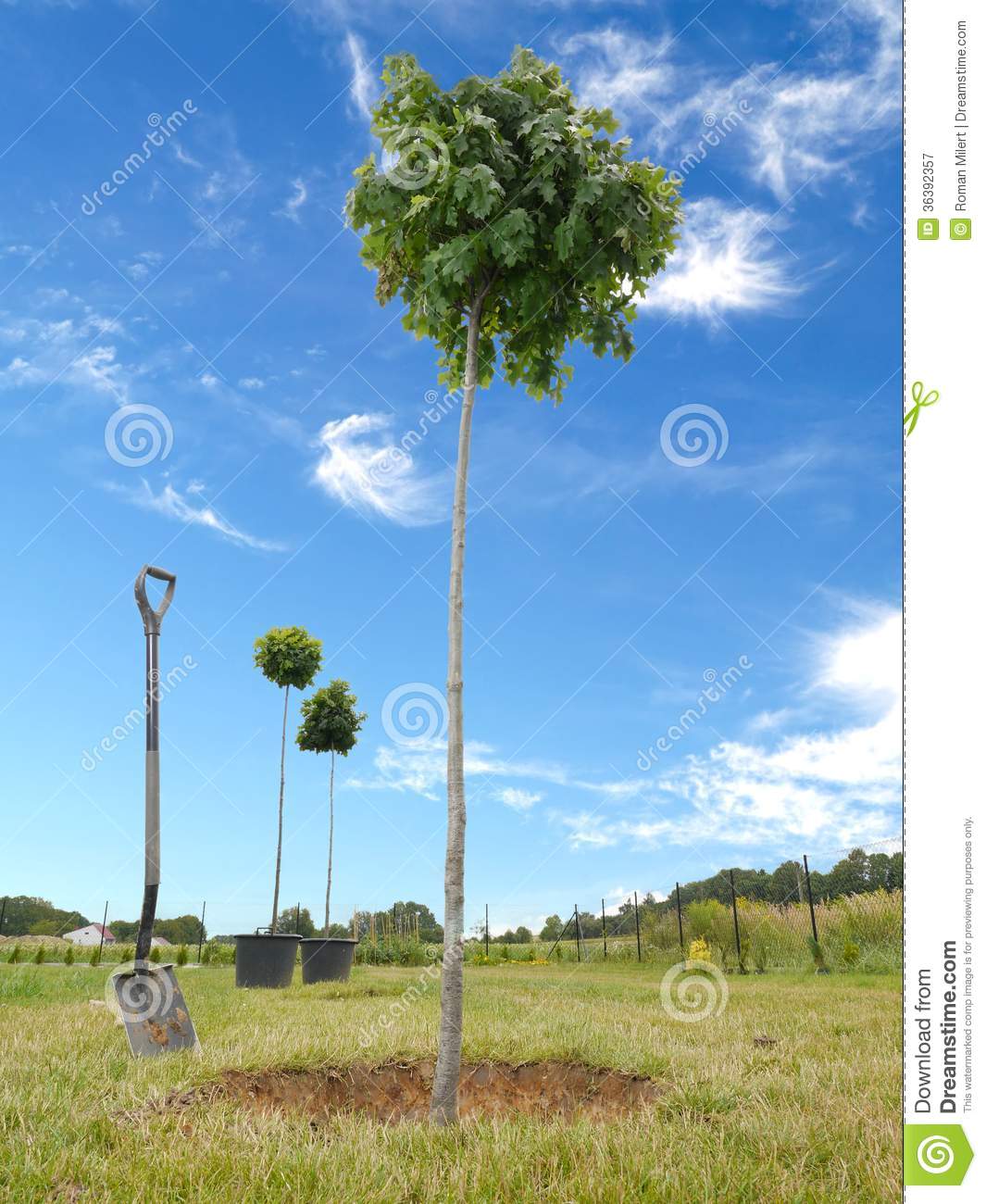 Trees Being Planted