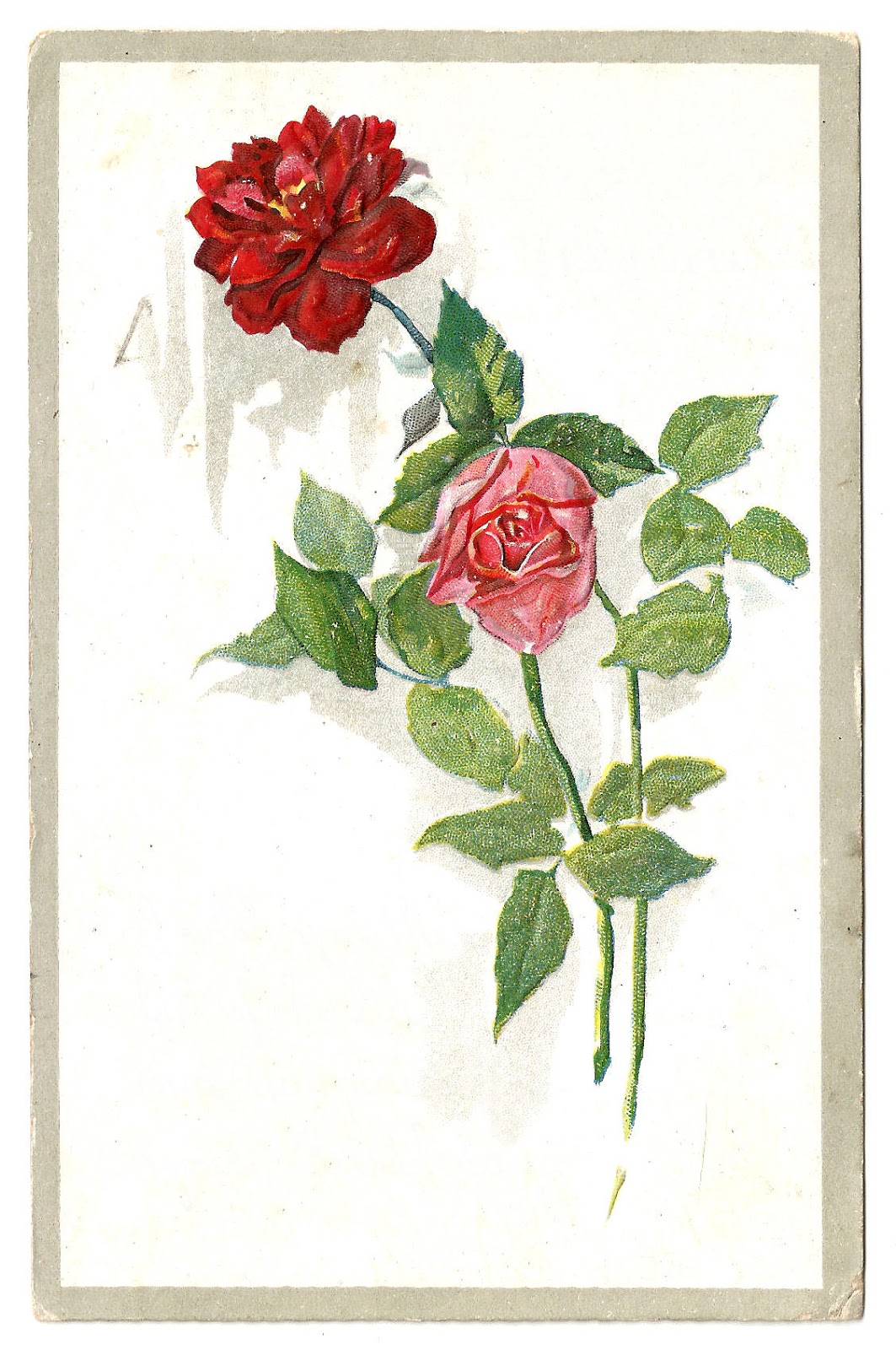 Vintage Red Rose Graphic