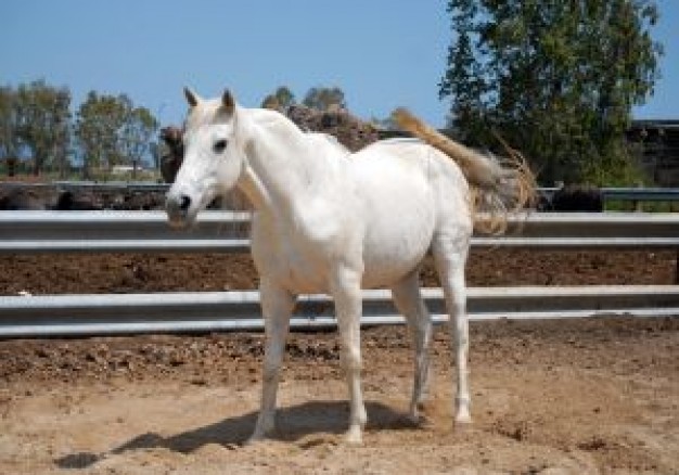 White Horse Fence