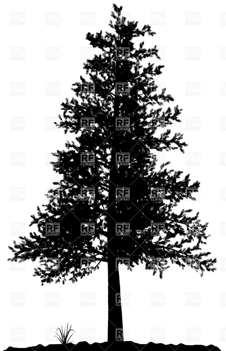 White Pine Tree Silhouette