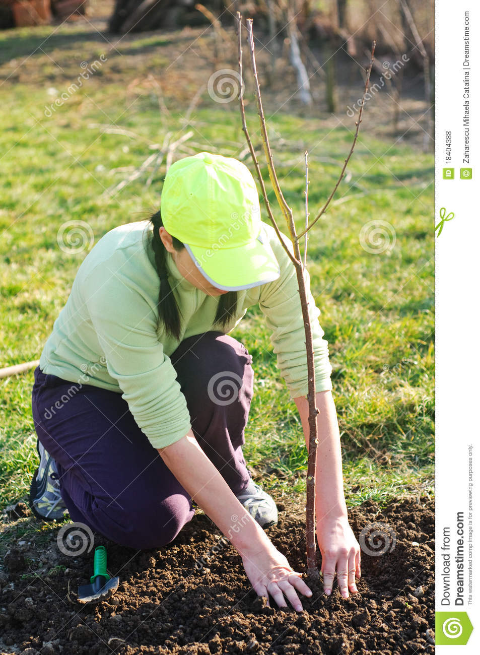 Woman Planting a Tree Photos Free