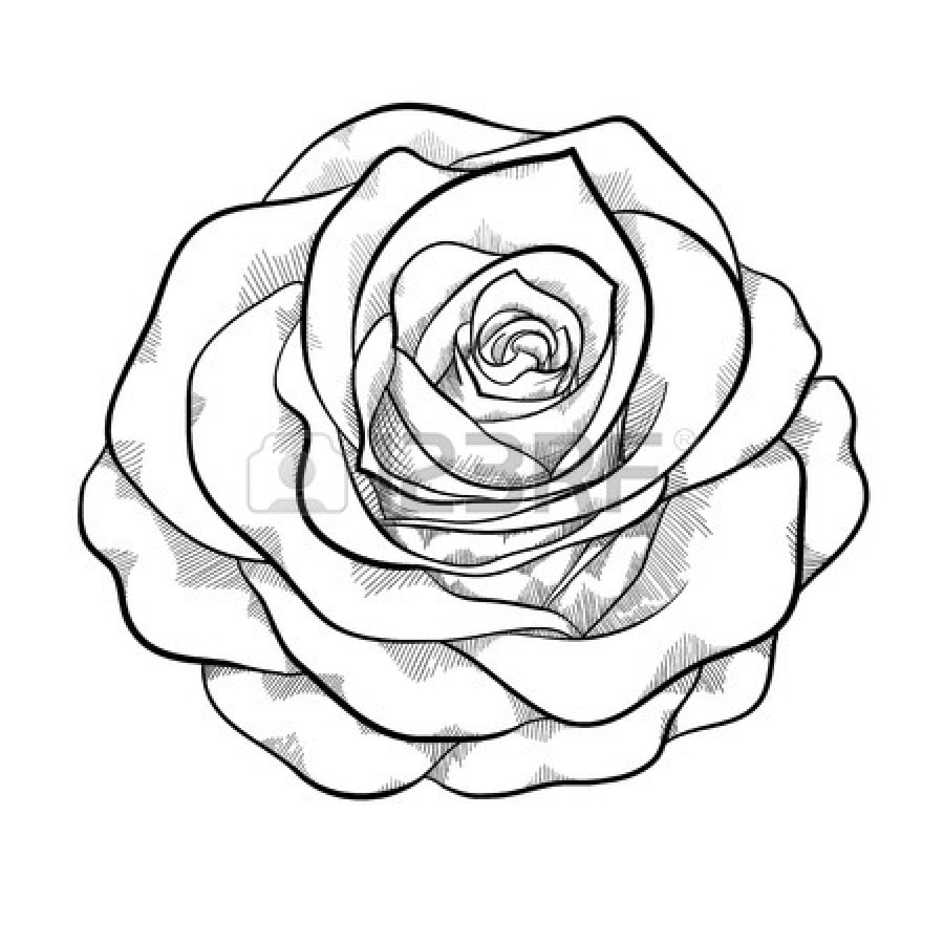 Black and White Rose Outline