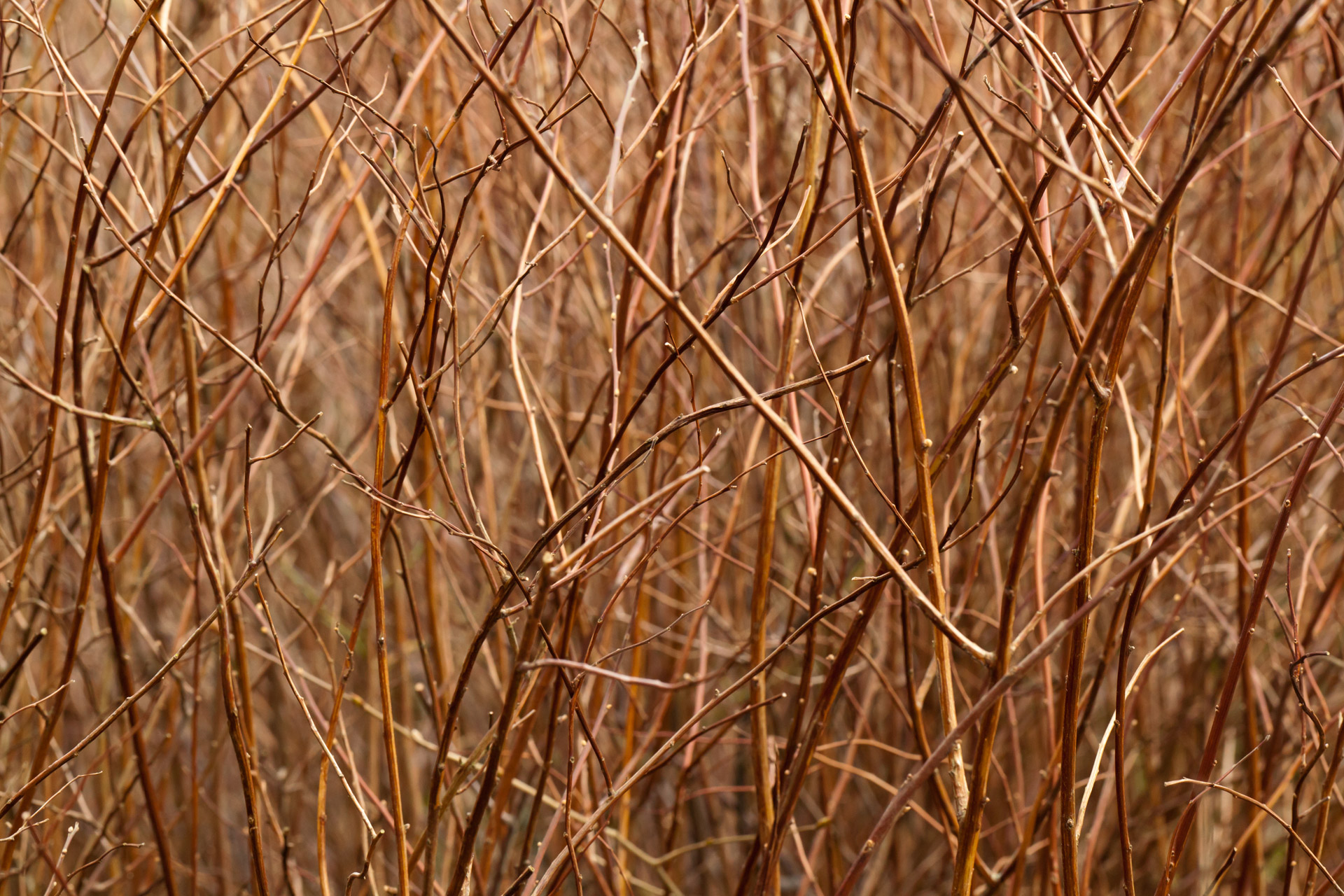 Branches Pattern