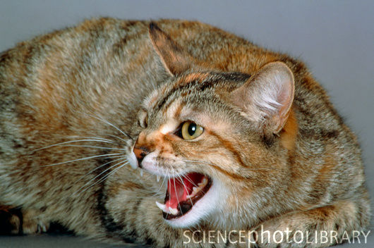 Calico Cat Hissing