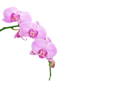 Cartoon Orchid Flower