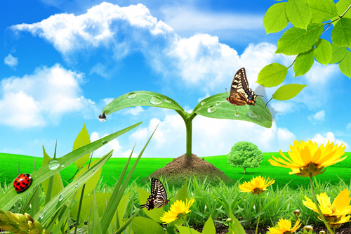 Flowers Butterflies Meadow Flowers Butterflies Meadow