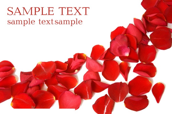 Free Vector Rose Petal