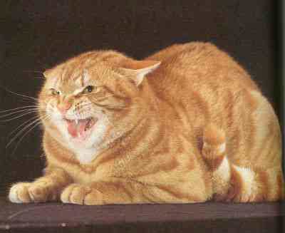Ginger Hissing Cat