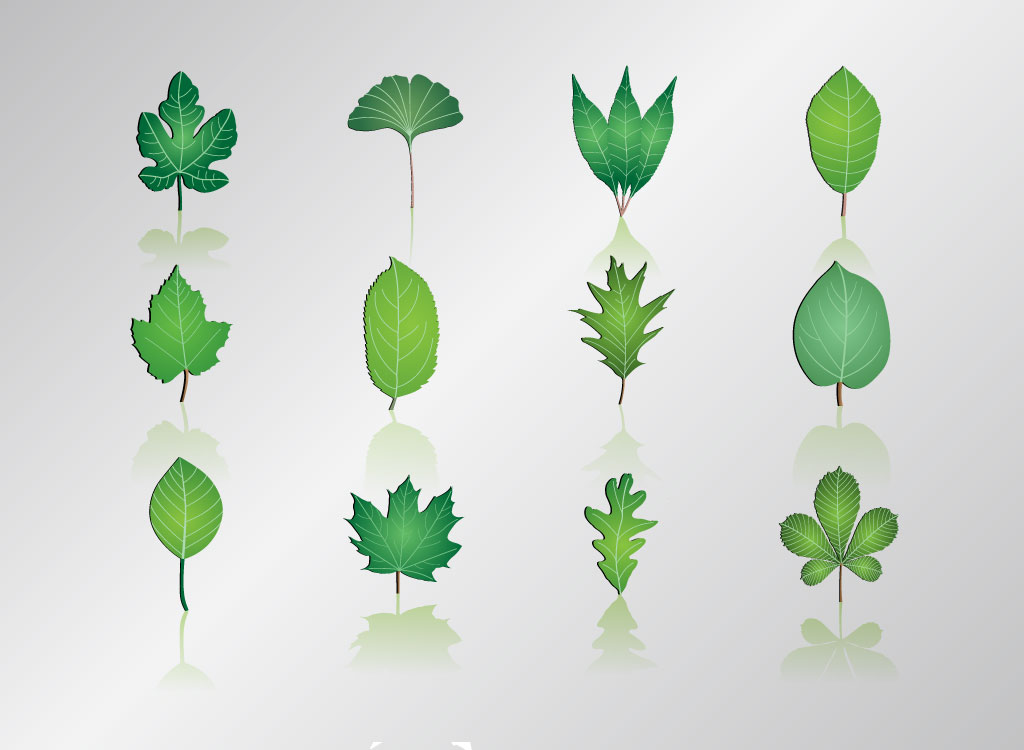 Leafs Vector Art Graphics