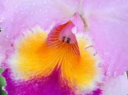 Macro Photography Orchid Flower