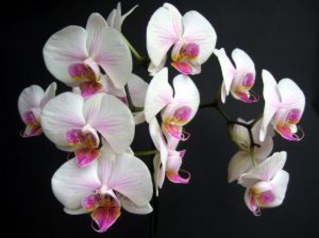 Moth Orchid