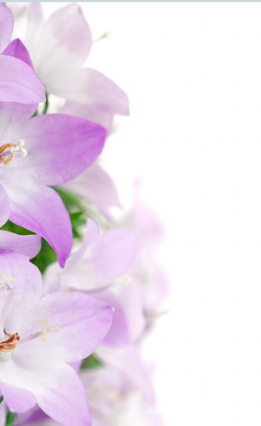 Orchid Background