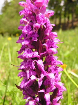 Orchid Flower Plant