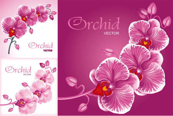 Orchid Flower Vector Download