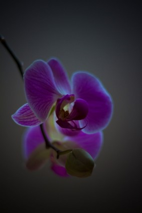 Orchid Public-Domain Images Free