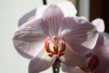 Orchid Public-Domain Images Free