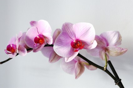 Pink Orchid Flowers