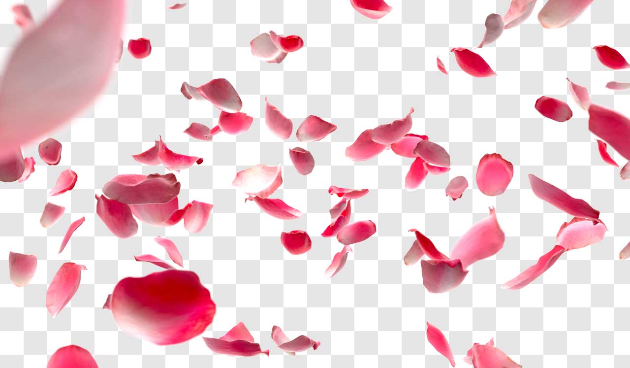 Pink Rose Petals