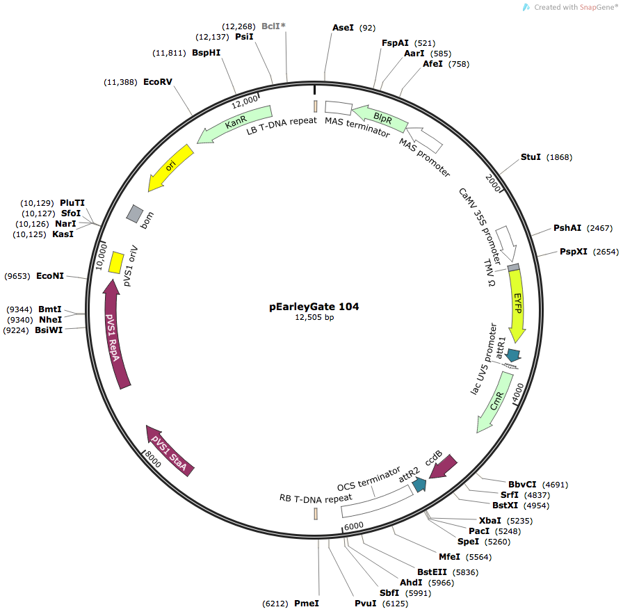 Plant Expression Vector Map