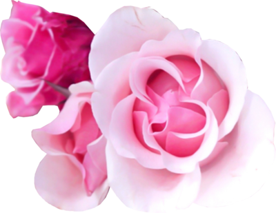 PSD Pink Rose