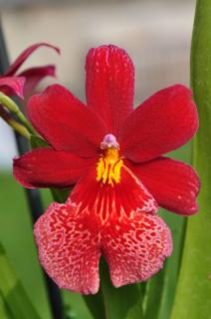 Red Orchid Cambria