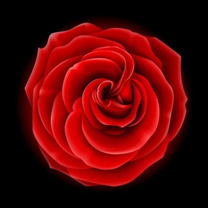 Red Rose Vector