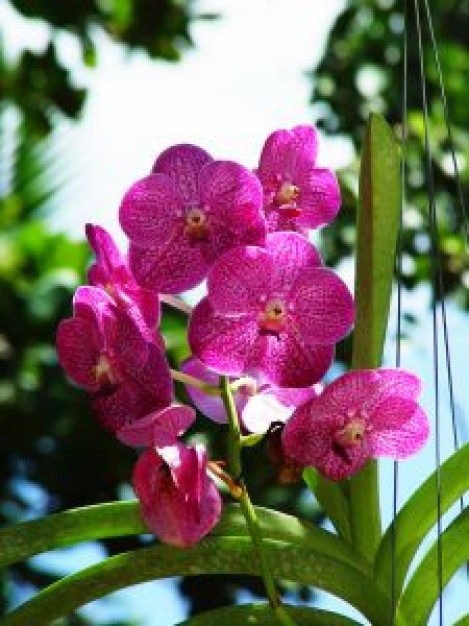 Vanda Orchid