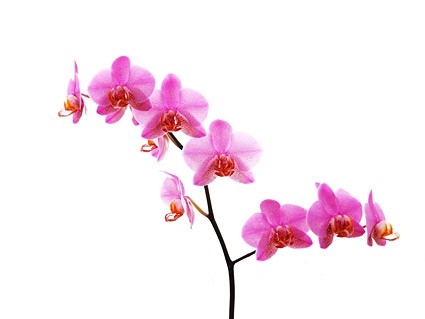 White Orchid Desktop Backgrounds
