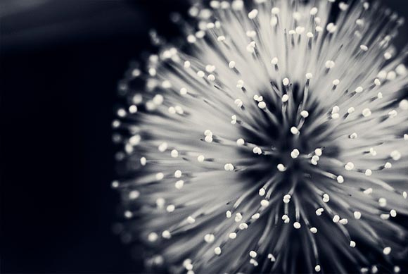 Black and White Flower Patterns