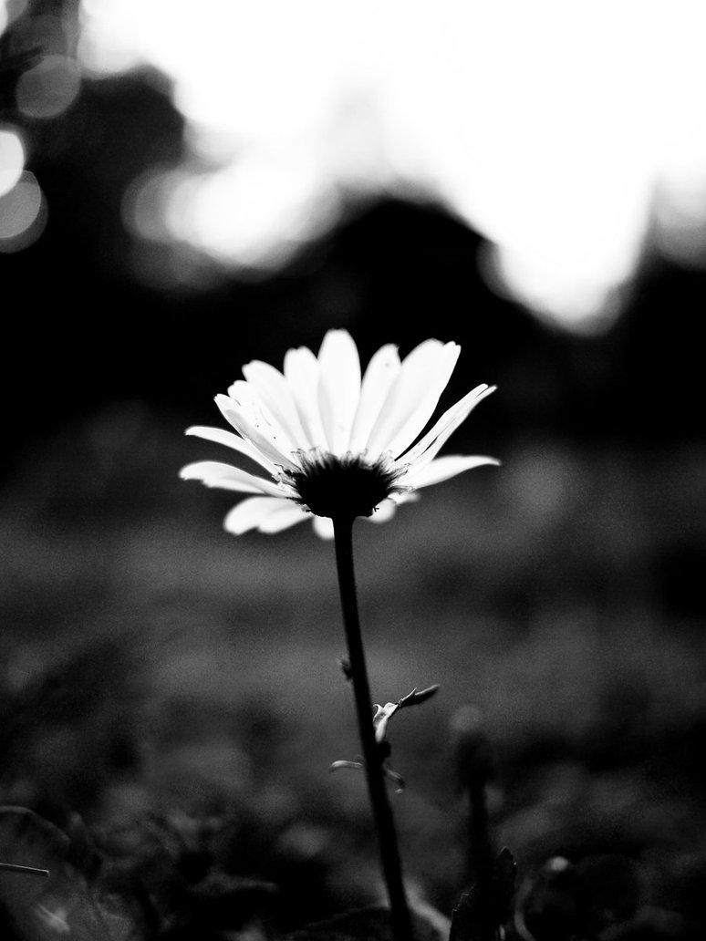 Black and White Flowers