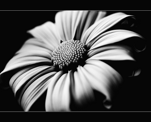 Black and White Flowers