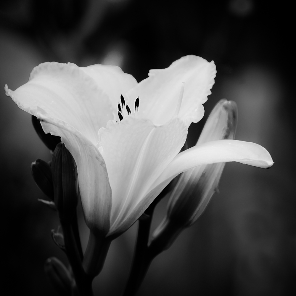 Black and White Flowers