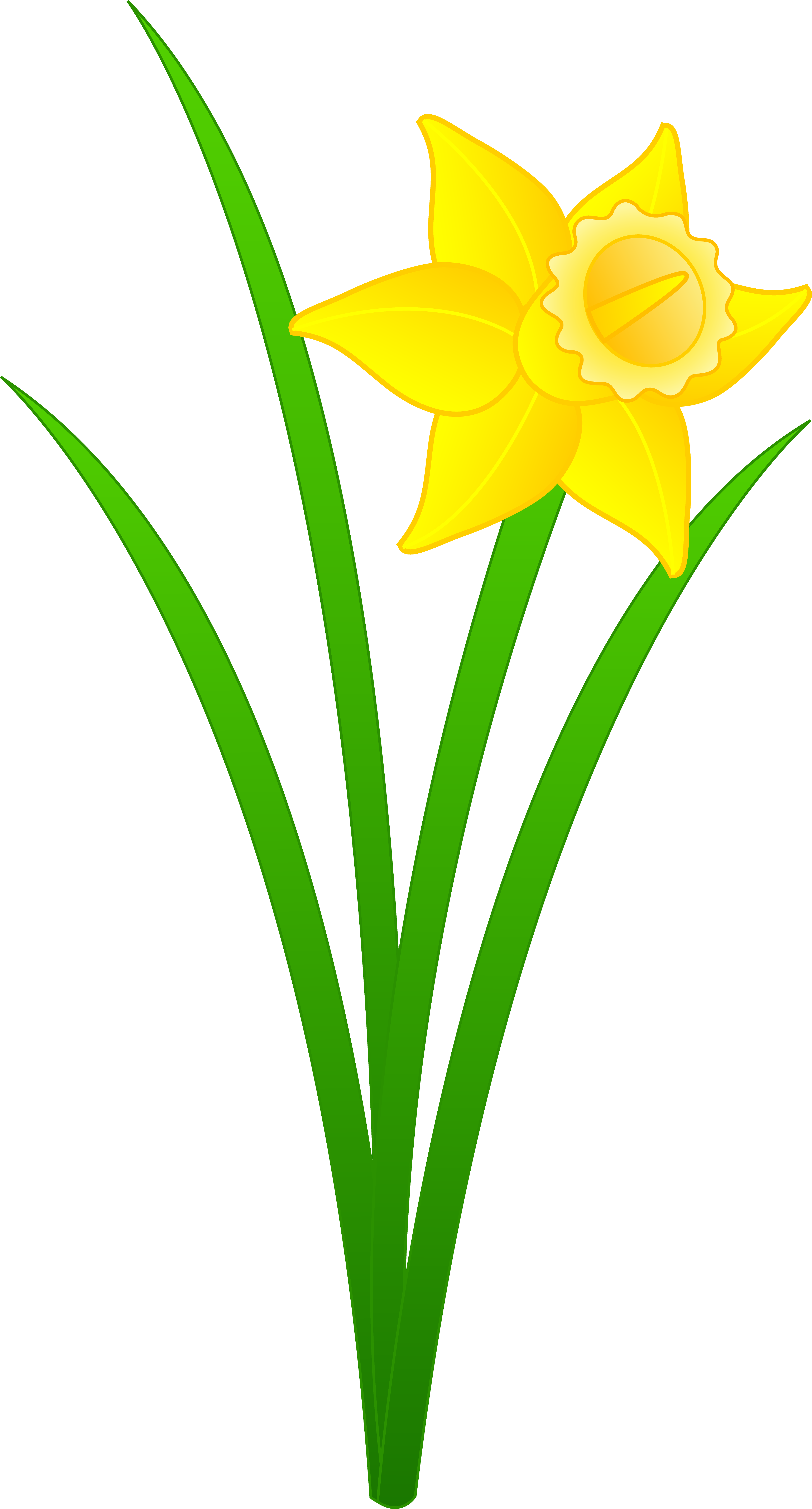 Cartoon Daffodil Clip Art