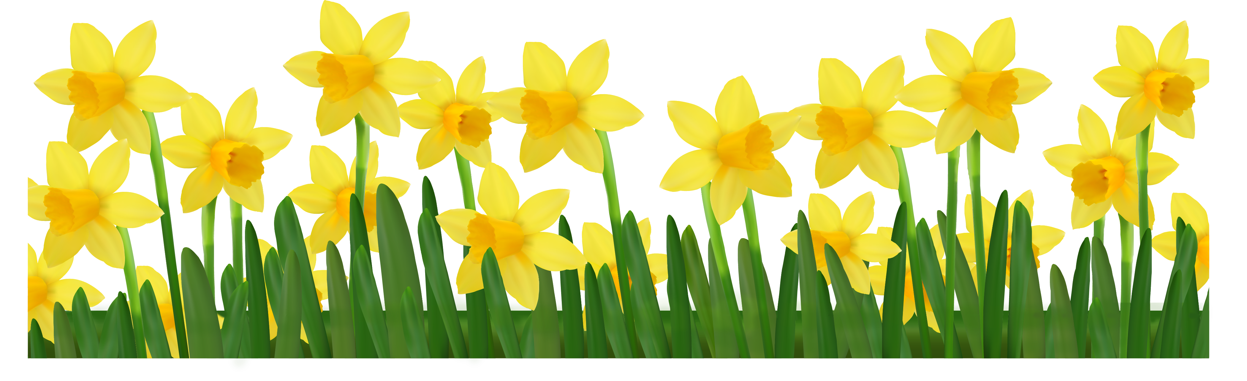 Daffodil March Flower Clip Art Free