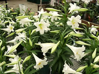 Easter Lily Plant