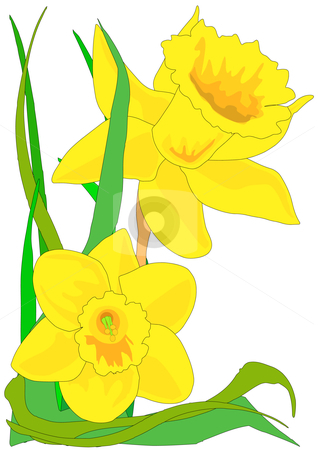 Free Clip Art Daffodils Flower