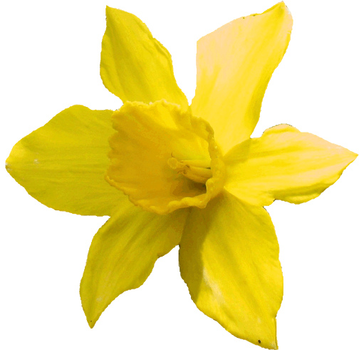 Free Clip Art Daffodils Flower